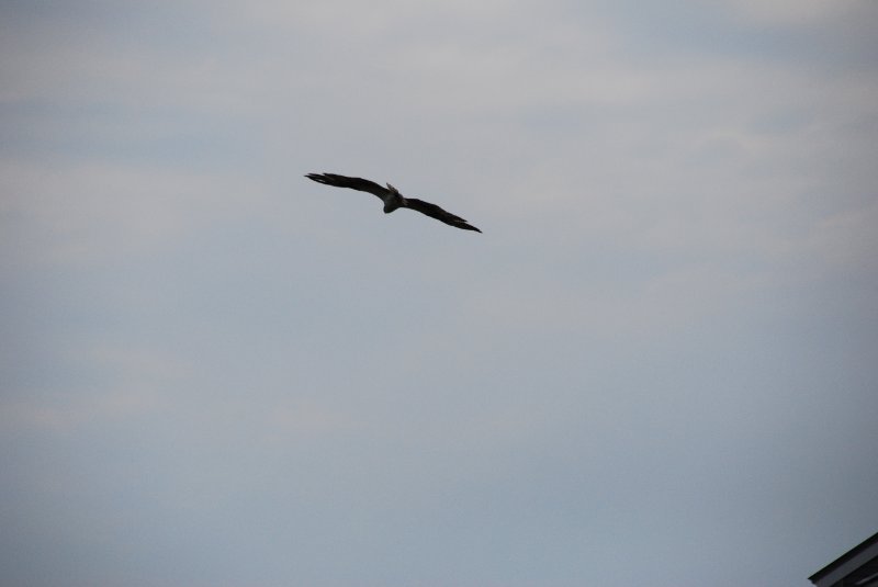 DSC_0143.JPG - Osprey