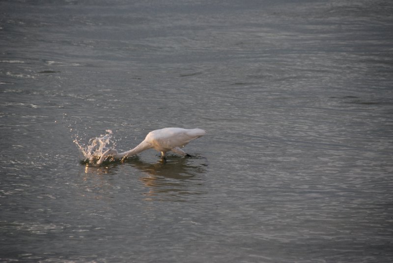 DSC_0334.JPG - Redfish Pass