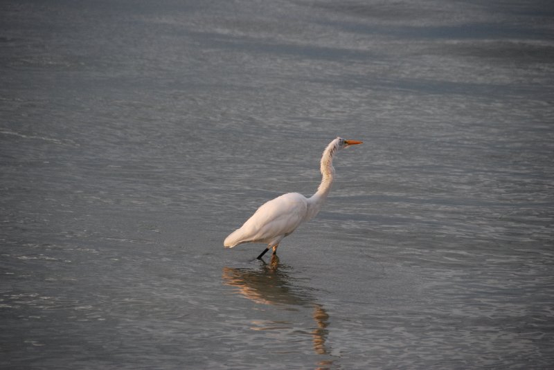 DSC_0339.JPG - Redfish Pass