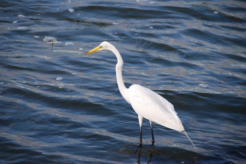 DSC_0463.JPG - Redfish Pass