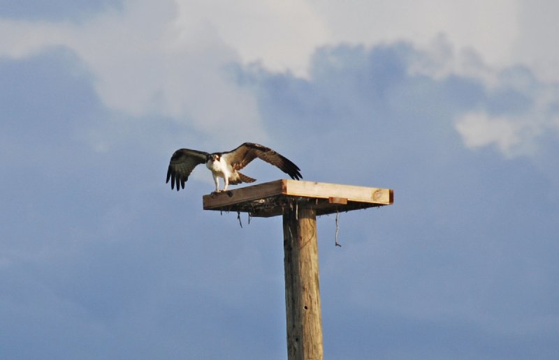 DSC_0498_edited-1.jpg - Redfish Pass
