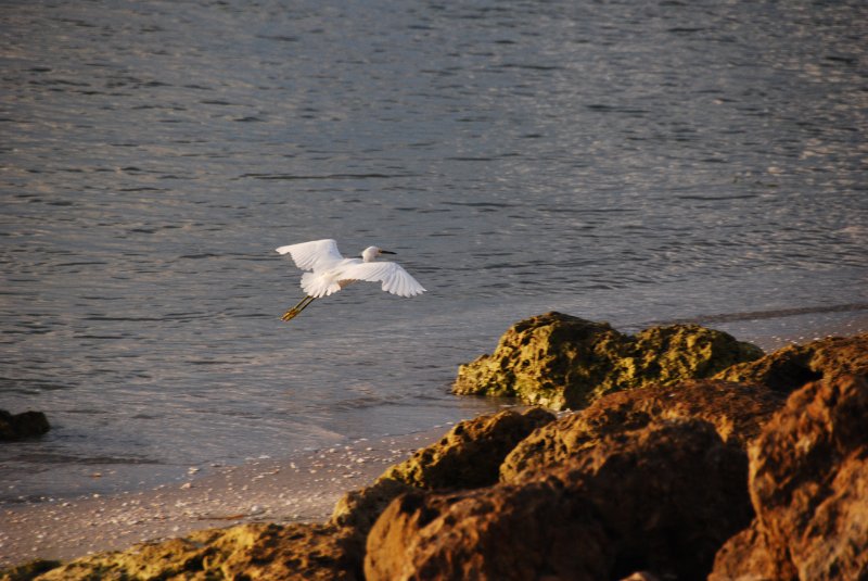 DSC_0593.JPG - Redfish Pass