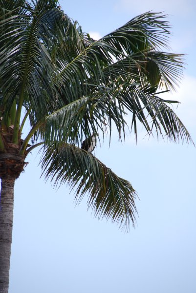 DSC_0054.JPG - Lands End - Osprey