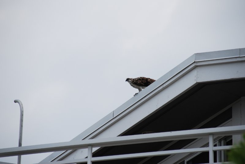 DSC_0066.JPG - Lands End - Osprey on our Condo