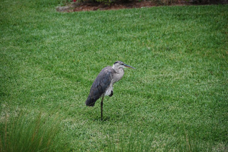DSC_0068.JPG - Great Blue Heron near Shoeprint Pool