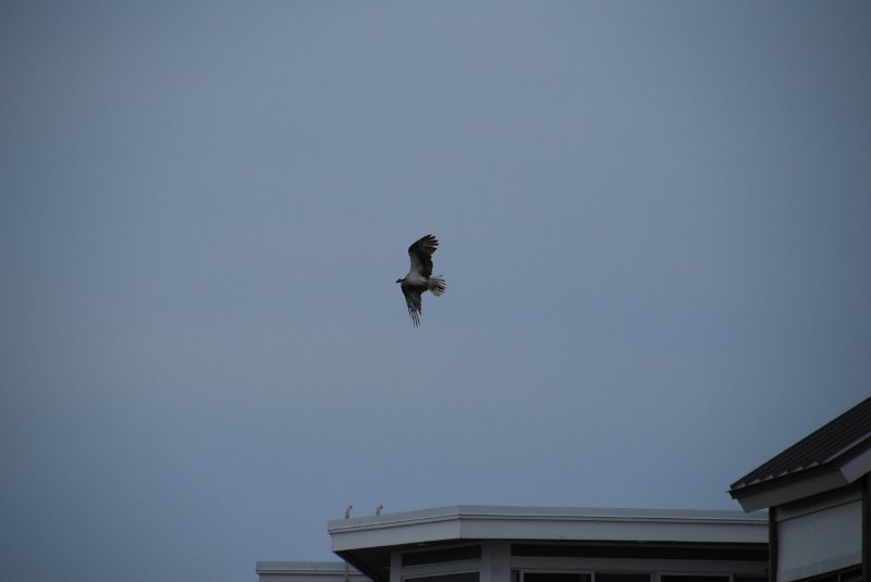 DSC_0074.JPG - Osprey