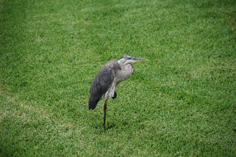 DSC_0075.JPG - Great Blue Heron  by Shoeprint Pool, Lands End