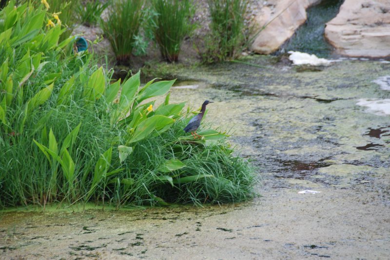 DSC_0083.JPG - Little Blue Heron outside of Shoeprint Pool