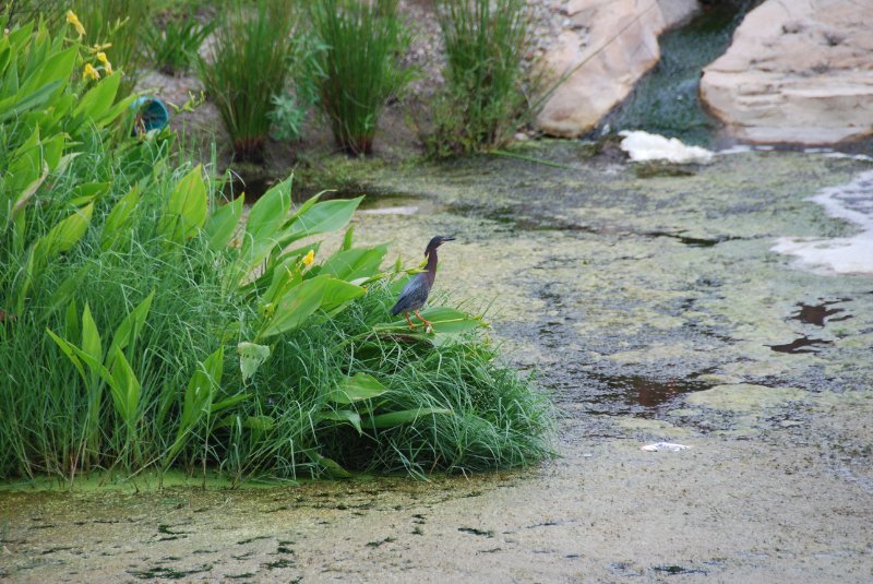 DSC_0084.JPG - Little Blue Heron outside of Shoeprint Pool