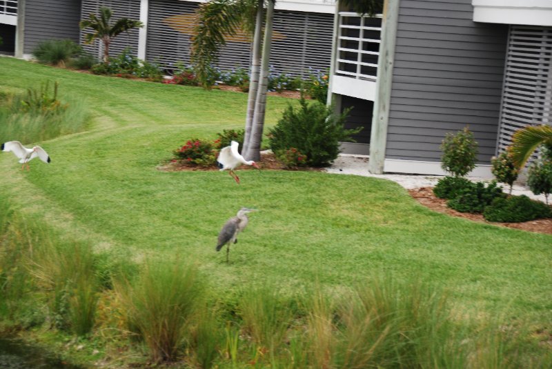 DSC_0088.JPG - Great Blue Heron and Ibus by Shoeprint Pool, Lands End