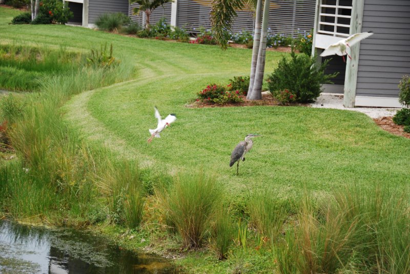DSC_0089.JPG - Great Blue Heron and Ibus by Shoeprint Pool, Lands End