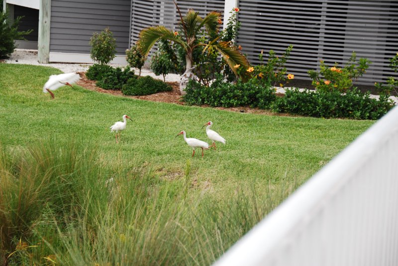 DSC_0091.JPG - Ibus by Shoeprint Pool, Lands End