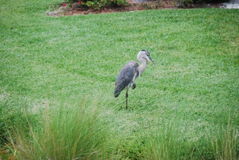 DSC_0098.JPG - Great Blue Heron  Shoeprint Pool, Lands End
