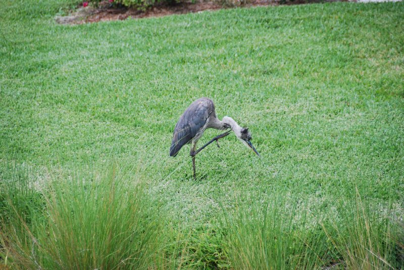 DSC_0101.JPG - Great Blue Heron  by Shoeprint Pool, Lands End