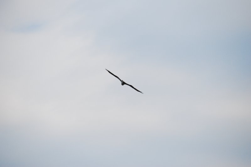 DSC_0109.JPG - Birds around Lands End and Redfish Pass