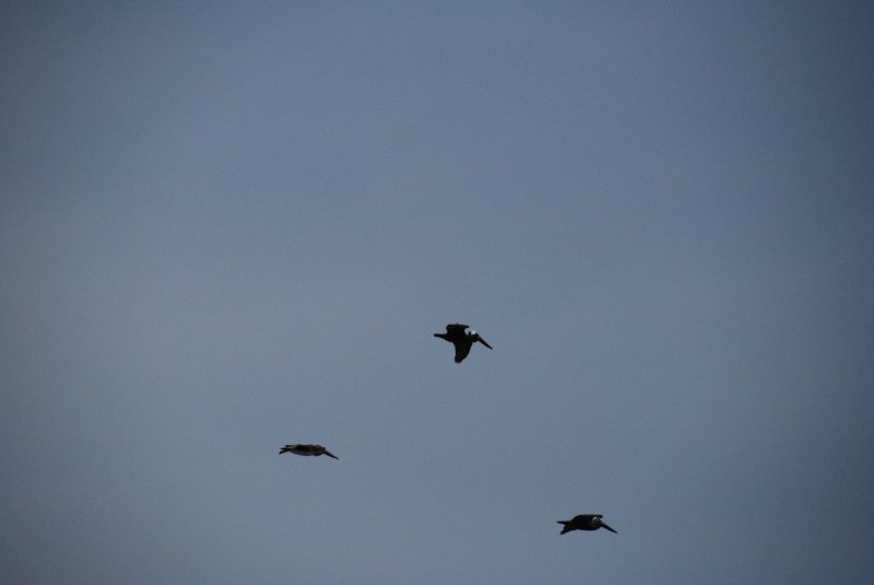 DSC_0111.JPG - Birds around Lands End and Redfish Pass