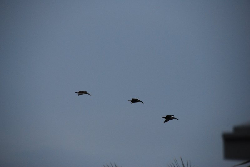 DSC_0112.JPG - Birds around Lands End and Redfish Pass