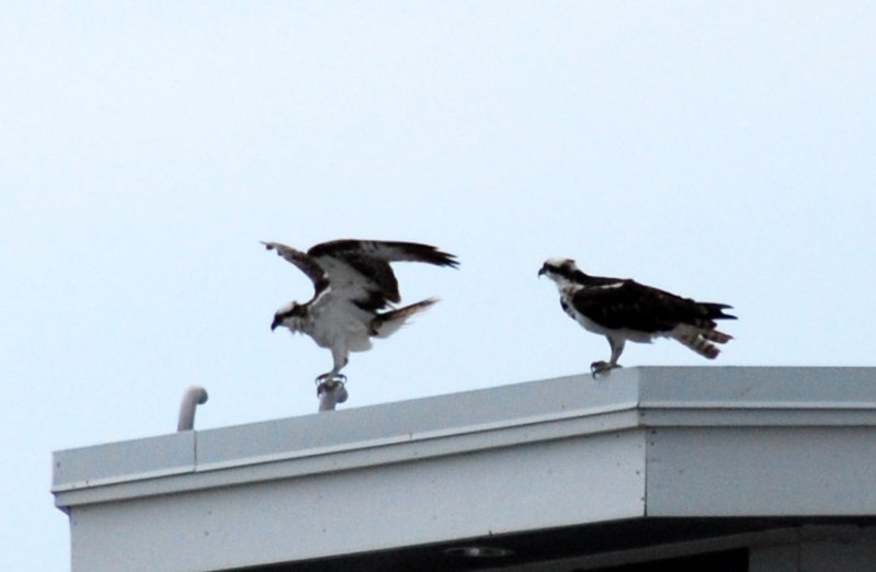 DSC_0113.JPG - Osprey around Lands End and Redfish Pass