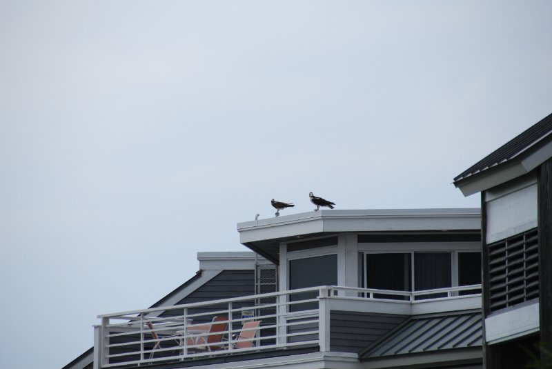 DSC_0114.JPG - Birds around Lands End and Redfish Pass