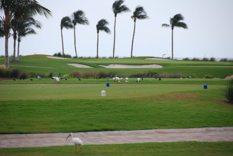 DSC_0116.JPG - Birds around Lands End and Redfish Pass