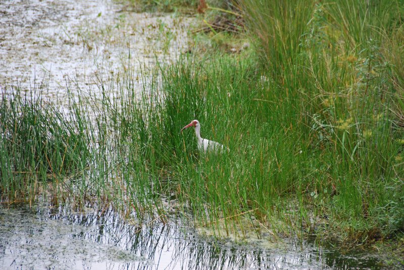 DSC_0117.JPG - Ibis around Lands End and Redfish Pass