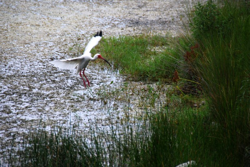 DSC_0118.JPG - Ibis around Lands End and Redfish Pass
