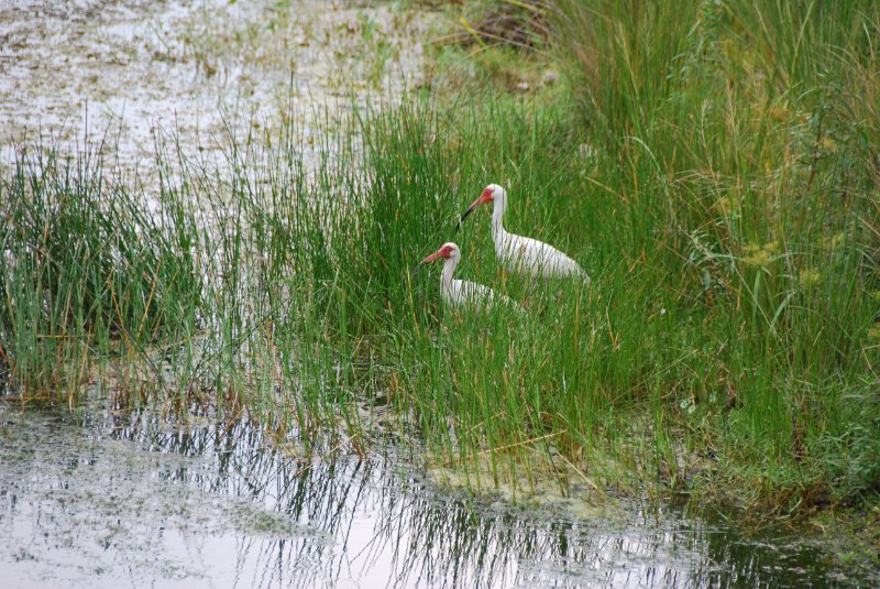 DSC_0120.JPG - Ibis around Lands End and Redfish Pass