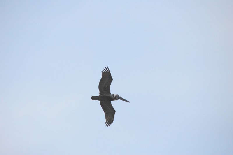 DSC_0125.JPG - Pelican flying around Lands End and Redfish Pass