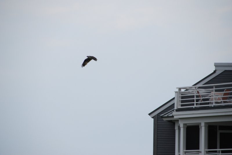 DSC_0127.JPG - Birds around Lands End and Redfish Pass