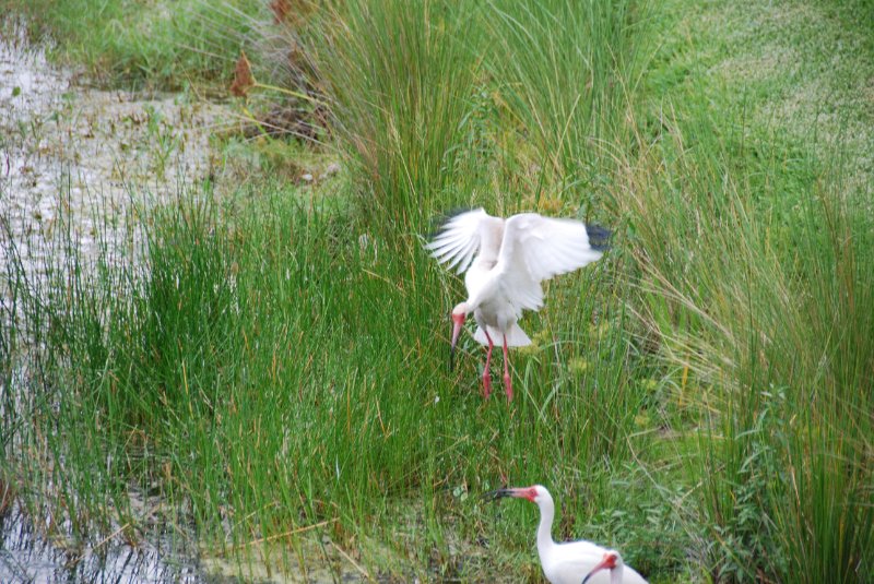 DSC_0130.JPG - Birds around Lands End and Redfish Pass