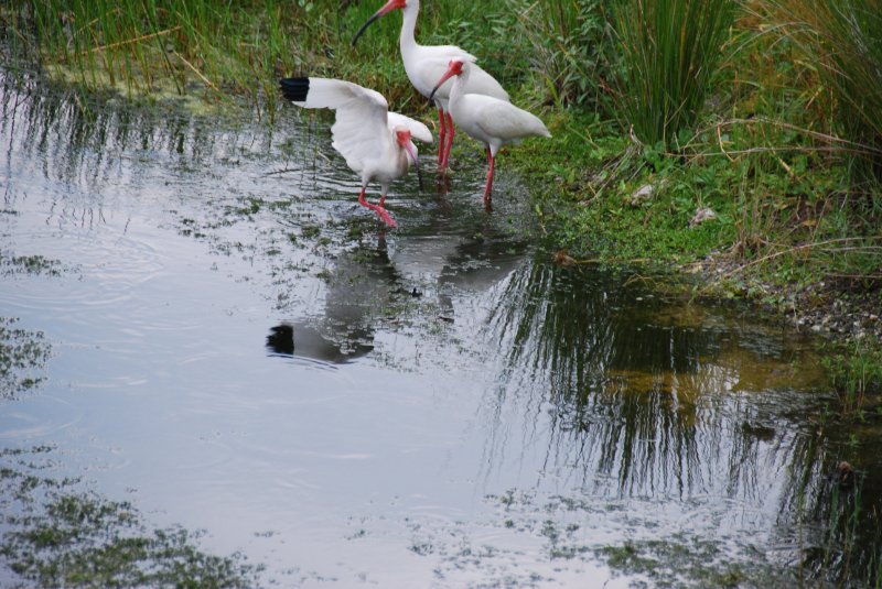 DSC_0131.JPG - Birds around Lands End and Redfish Pass