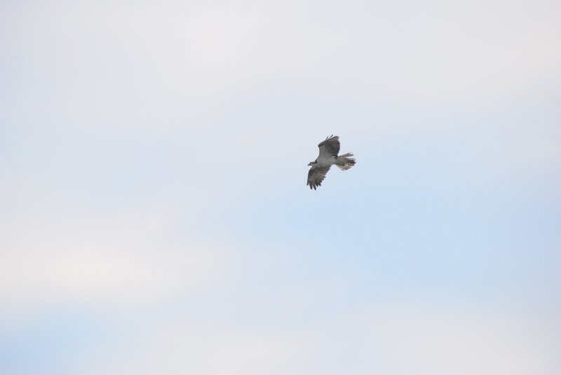 DSC_0133.JPG - Birds around Lands End and Redfish Pass