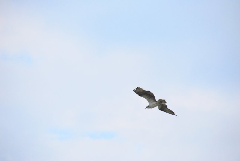 DSC_0137.JPG - Birds around Lands End and Redfish Pass