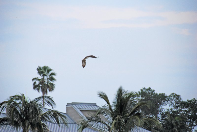 DSC_0138_edited-1.jpg - Birds around Lands End and Redfish Pass