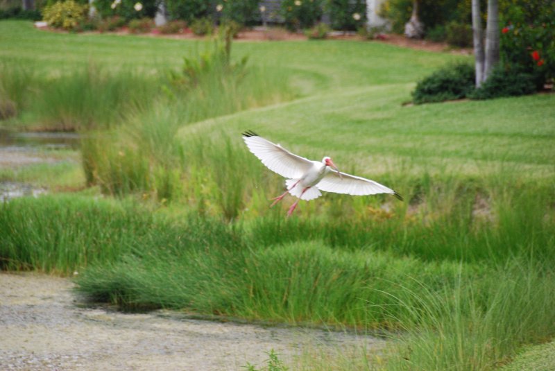 DSC_0148.JPG - Ibis landing at Lands End - Near Shoeprint Pool