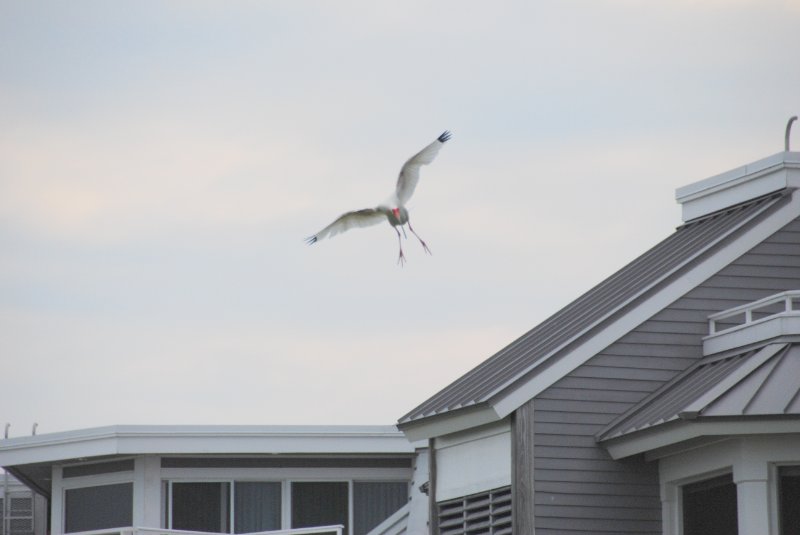 DSC_0151.JPG - Ibis Coming in for a Landing near Shoeprint Pool, Lands End