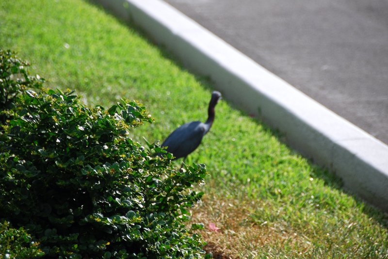 DSC_0157.JPG - Little Blue Heron, Lands End - Near Shoeprint Pool
