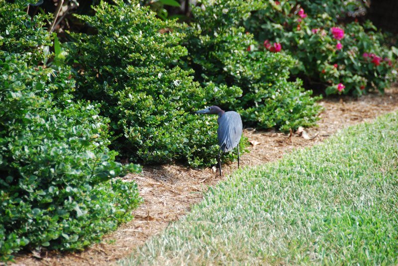 DSC_0158.JPG - Little Blue Heron, Lands End - Near Shoeprint Pool