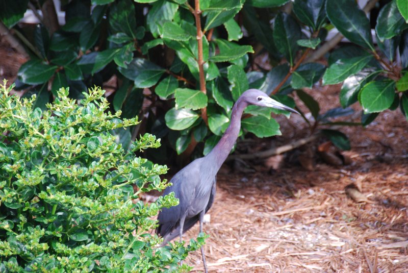 DSC_0161.JPG - Little Blue Heron, Lands End - Near Shoeprint Pool