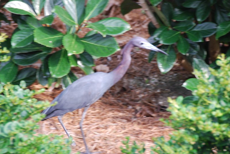 DSC_0165.JPG - Little Blue Heron, Lands End - Near Shoeprint Pool