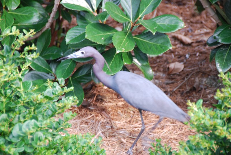 DSC_0166.JPG - Little Blue Heron, Lands End - Near Shoeprint Pool