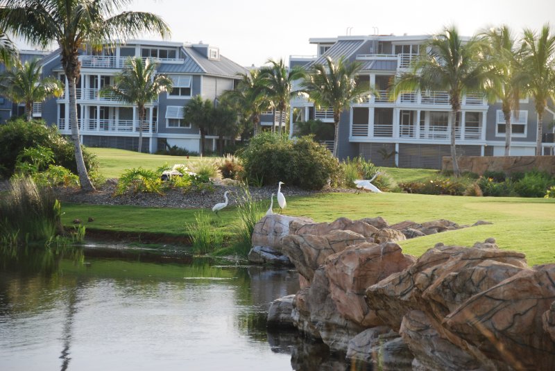 DSC_0428.JPG - Great Egrets at the Captiva Island Golf Course