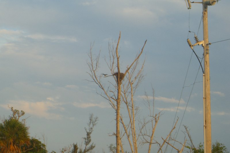 CIMG8316.JPG - Osprey Nest