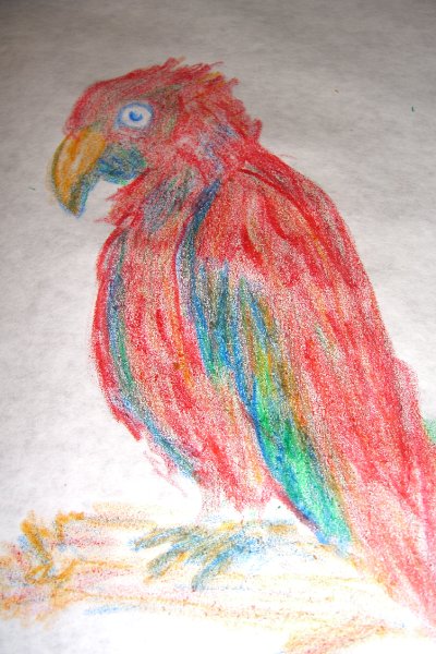 CIMG8319.JPG - Parrot Drawn at Matzaluna