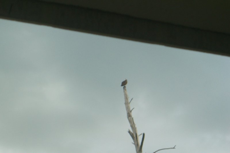 CIMG8348.JPG - Mad Hatter, Sanibel