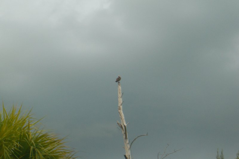 CIMG8351.JPG - Mad Hatter, Sanibel - Osprey