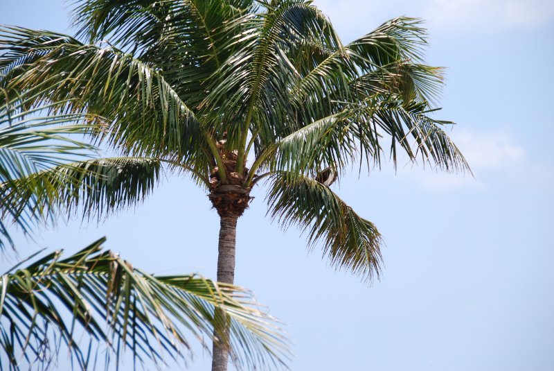 DSC_0051.JPG - Lands End - Osprey