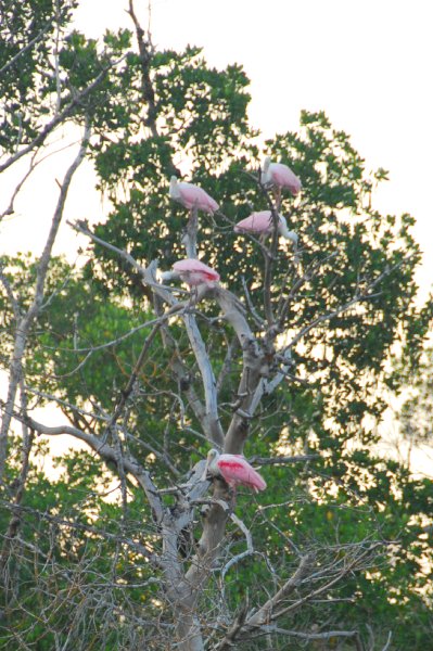 DSC_0720.JPG - Ding Darling