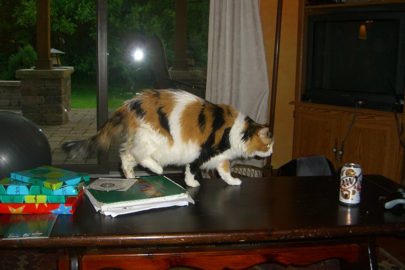 CIMG8461.JPG - Kitties Celebrating Cathie's Birthday