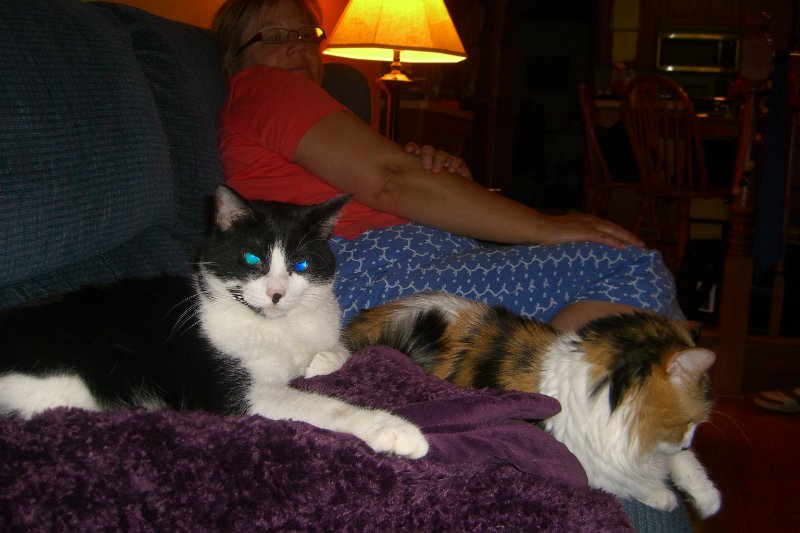 CIMG8465.JPG - Kitties Celebrating Cathie's Birthday